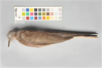 藏品(斑頸鳩)的圖片